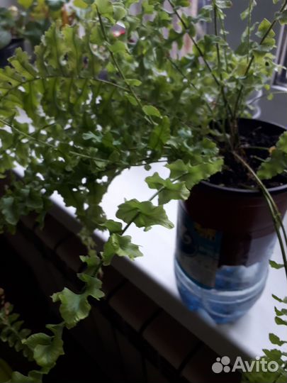 Обмен или продам. Папоротник и церопегия вуду