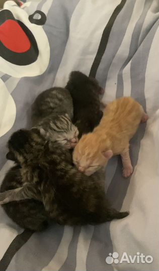 Котята в добрые руки бесплатно