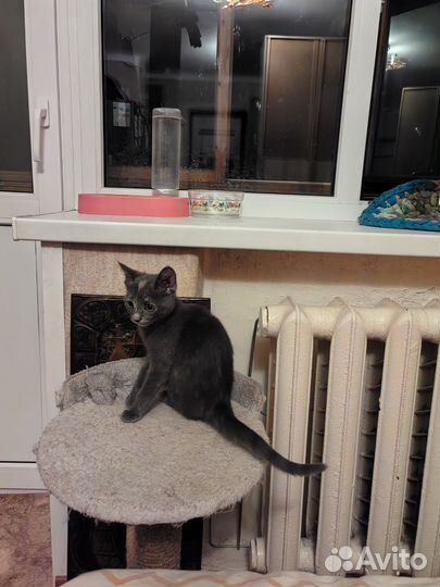 Котята,кошечки