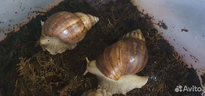 Улитки ахатины