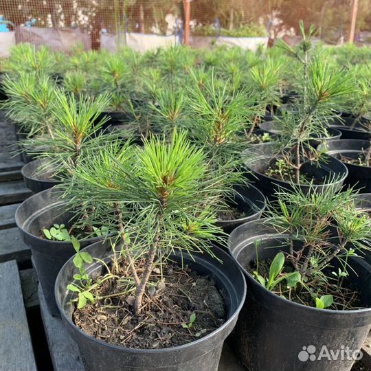 Саженцы кедра 5 лет