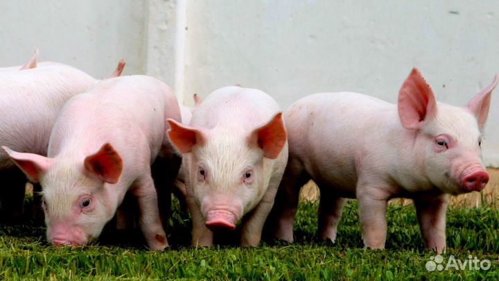 Поросята
