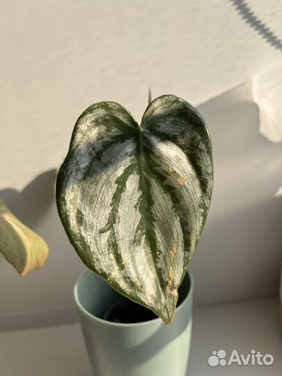 Филодендрон брандтианум