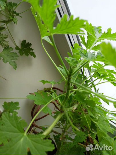 Герань душистая лечебная, крупные кустики,черенки