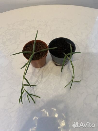 Хойя линеарис