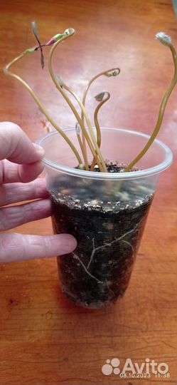 Оксалис кислица