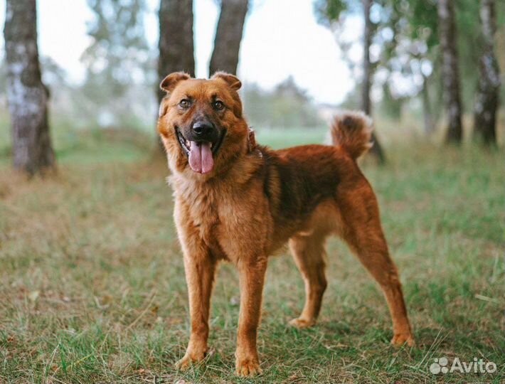 Умный Кай ждёт хозяина