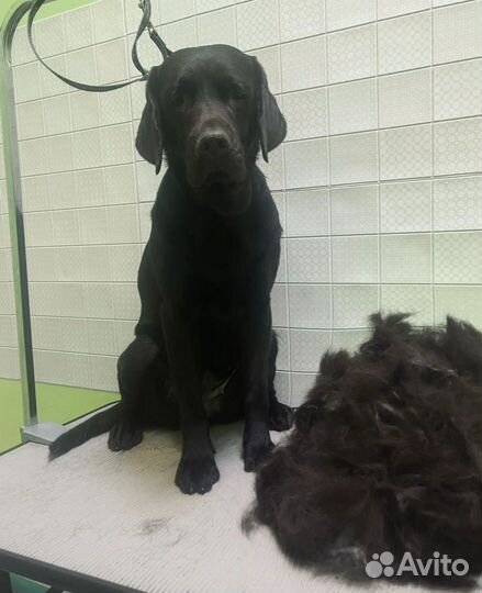 Груминг с выездом на дом