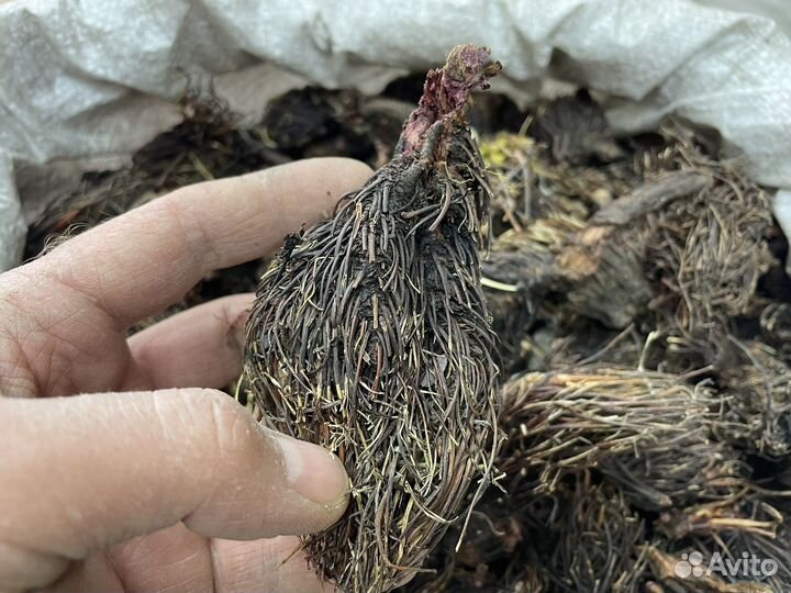 Красная щётка корень