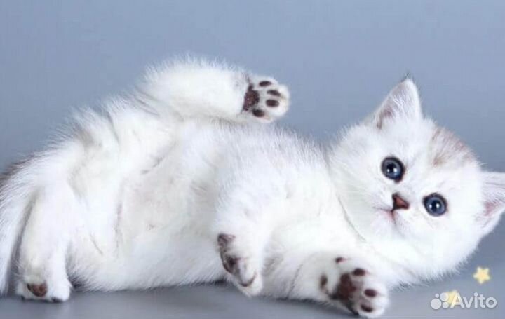 Кошки