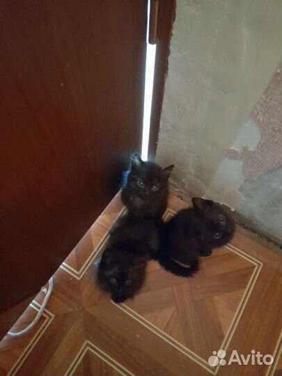 Кошка в дар бесплатно