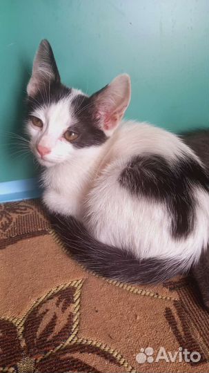 Котёнок с большими ушами)