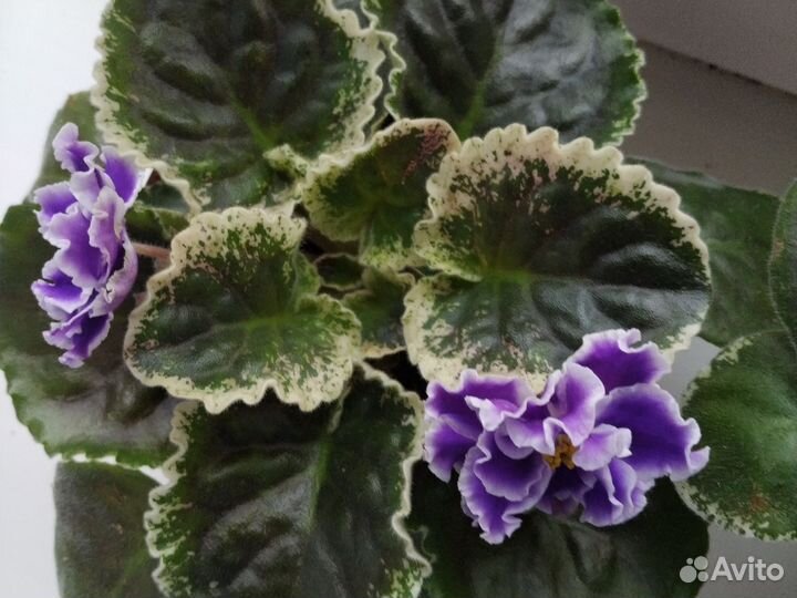 Фиалка Летние Сумерки