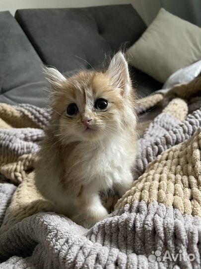 Котенок 1,5 примерно возраст