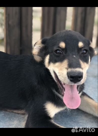 Собака из приюта