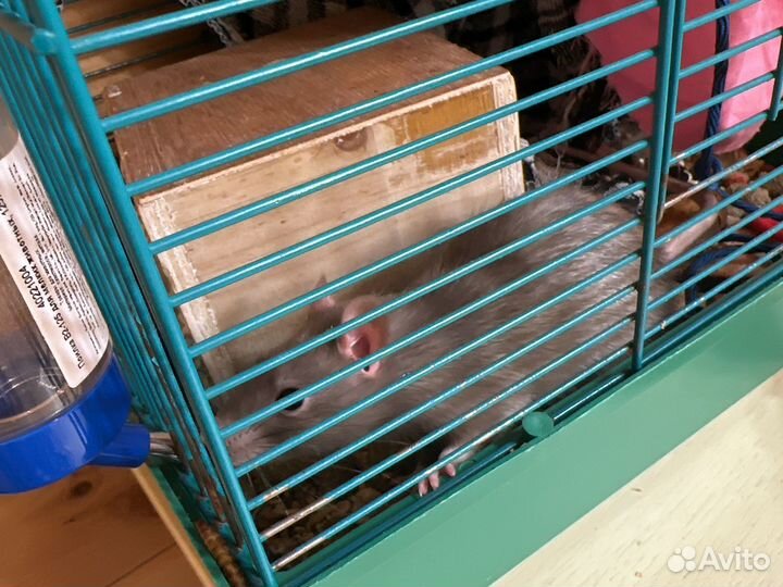 Декорактивная крыса