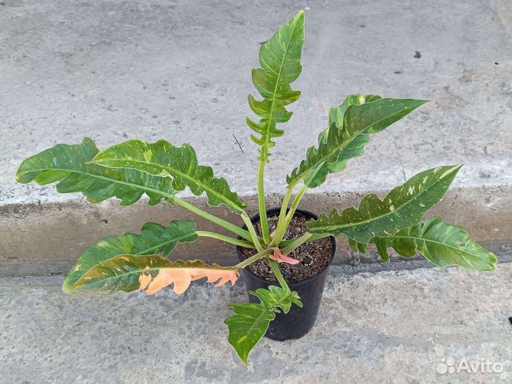 Филодендрон ring of fire и монстера Альба