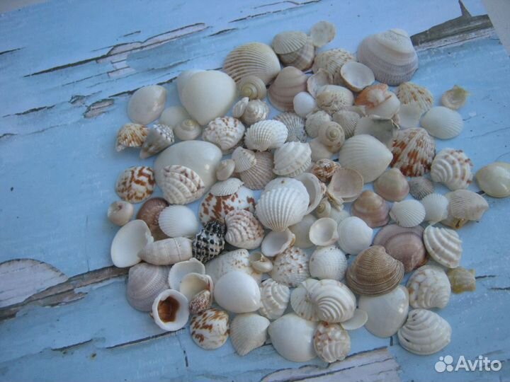 Ракушки натуральные