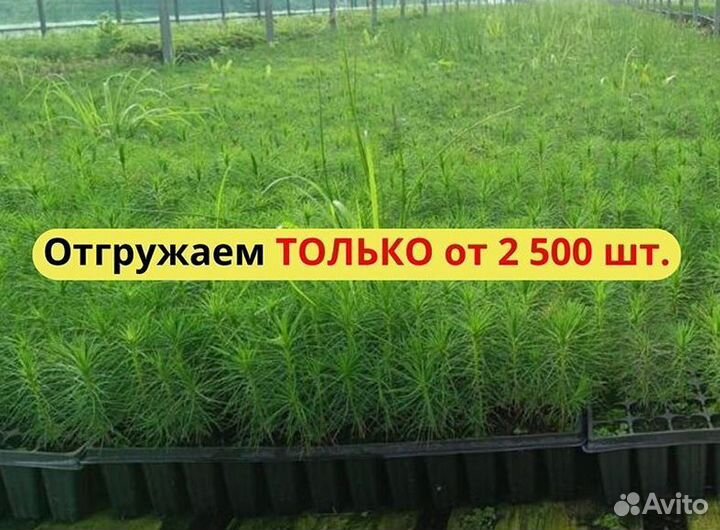 Саженцы сосны зкс