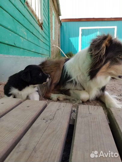 Щенки бордер-колли