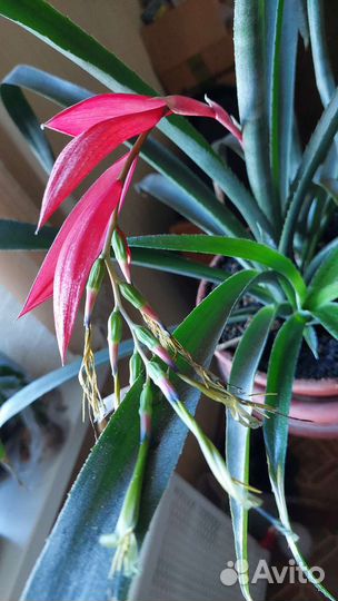 Цветы: бильбергия, хойя, алое, хатиора