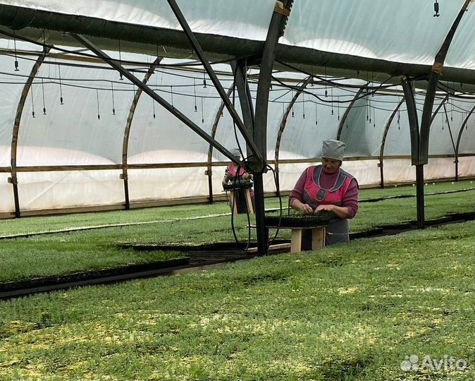 Сеянцы сосны ели зкс окс лиственница кедр голубая