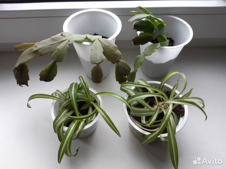 Суккуленты и кактусы: хоббит, хатиора и декабрист