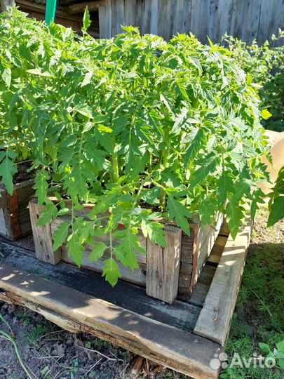 Рассада помидоры, перцы, капуста