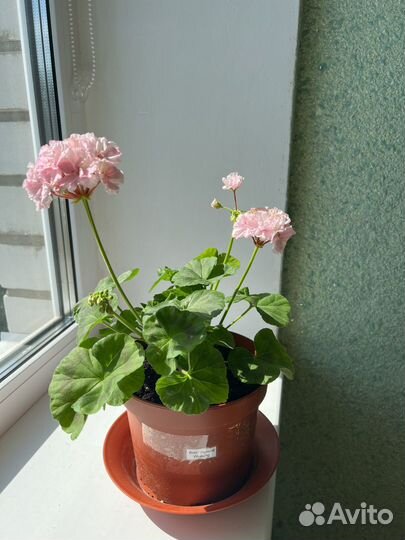 Пеларгония Герань сортовая цветущая