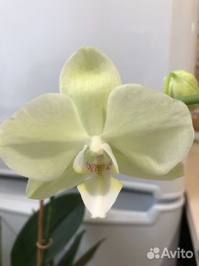 Орхидея фаленопсис Sunshower