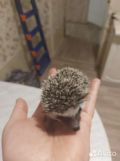 Африканский ежик