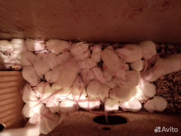 Декоративные мышки.Кормовые