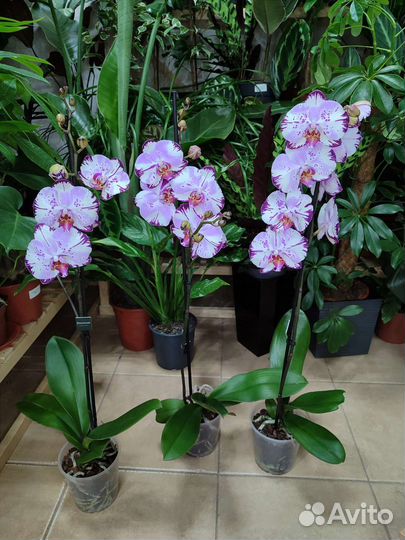 Орхидея фаленопсис Magic Art