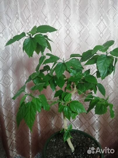 Гибискус китайская роза