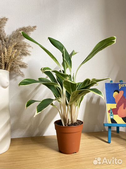 Аглаонема лимон лайм