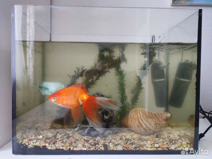 Отдам бесплатно 3 рыбок в аквариуме 35 л