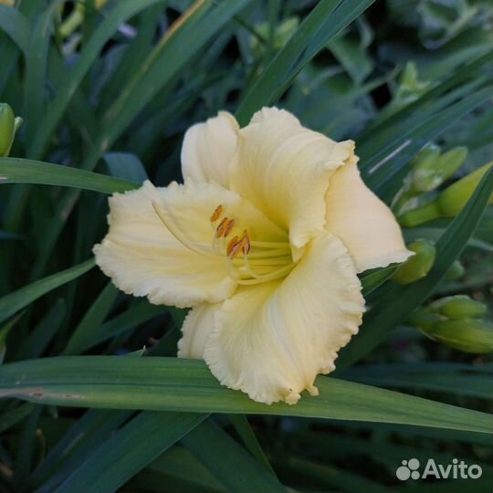 Астильба, лилейник