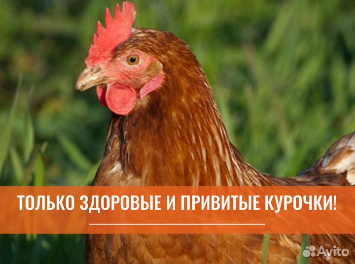 Куры несушки