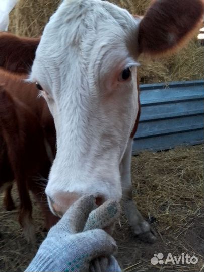 Корова с телёнкой