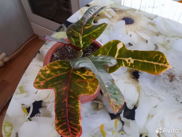 Комнатные растения