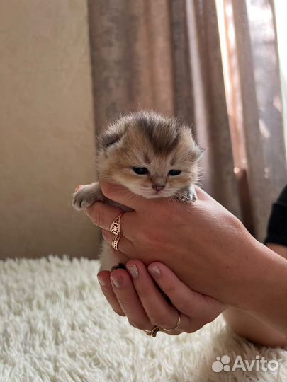 Шотландская шиншилла бронь котят