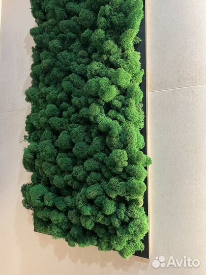 Панно из стабилизированного мха