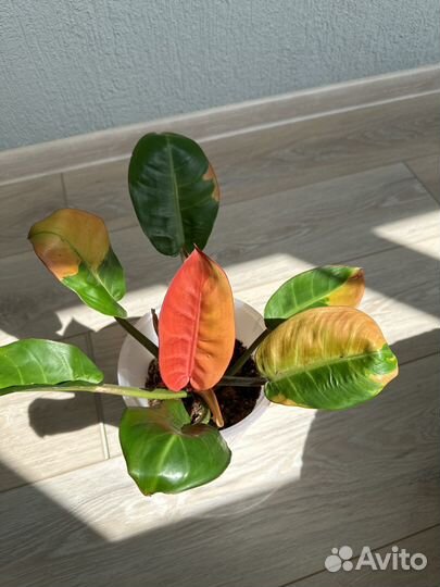 Филодендрон Карло