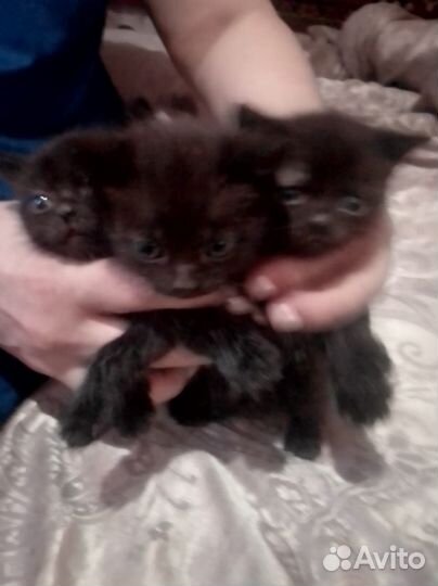 Котята отдам бесплатно