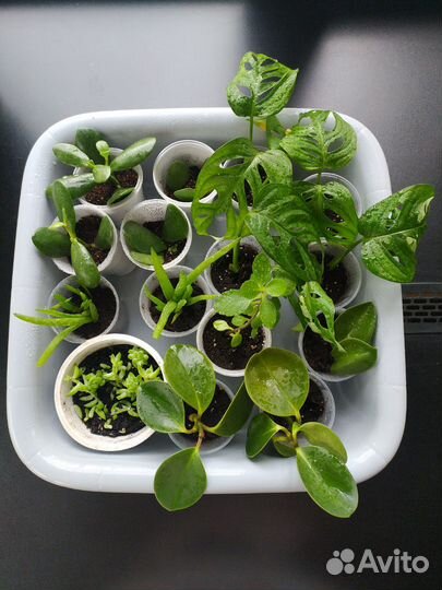 Пепепомия, алоэ, толстянка, монстера