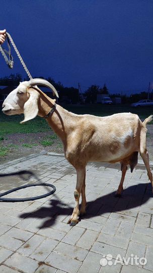 Коза нубийская дойная