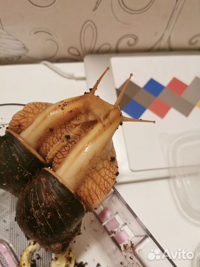 Улитки Ахатина