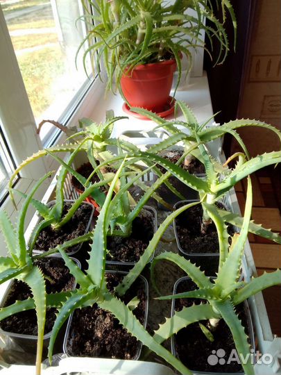 Алоэ лечебный