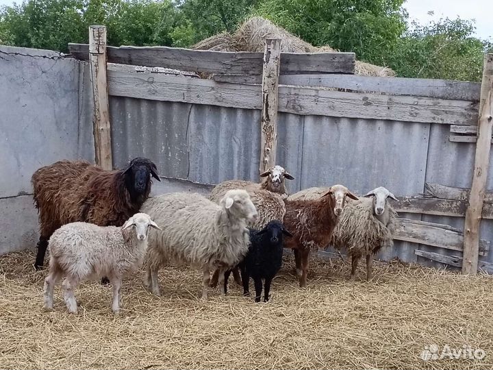 Овцы бараны