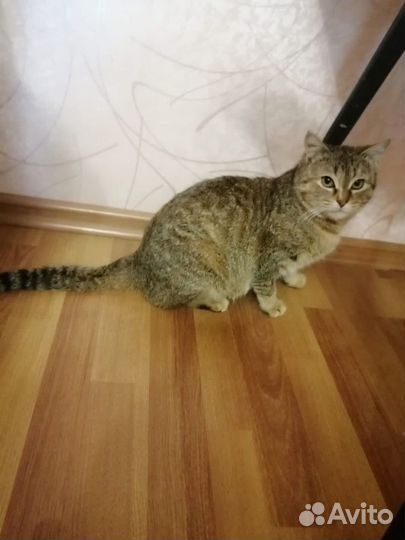 Кошки бесплатно